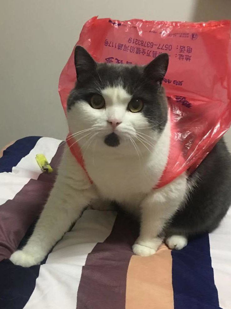 中国首只克隆猫诞生背后的故事